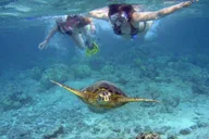 Maui Molokini Crater and Turtle Town Snorkeling Tour 3 hr thumbnail 3
