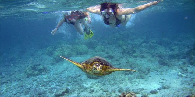 Maui Molokini Crater and Turtle Town Snorkeling Tour 3 hr - Image 3
