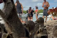 Fort Lauderdale Wildlife Boat Tour to Raccoon Island thumbnail 3