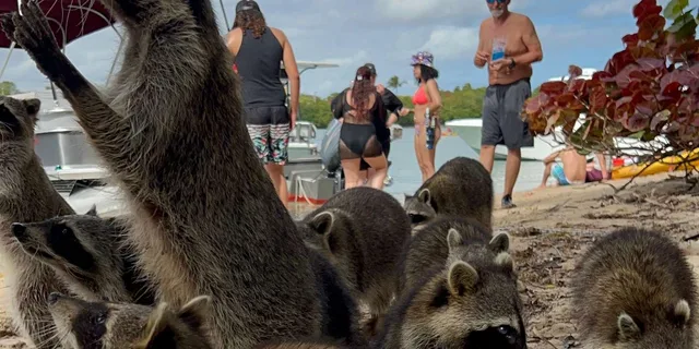 Fort Lauderdale Wildlife Boat Tour to Raccoon Island - Image 3