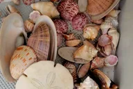 St. Pete Beach Dolphin Adventure and Shell Key Tour thumbnail 3