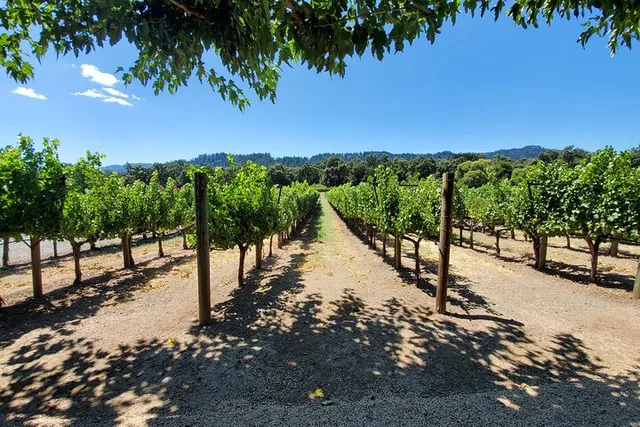 Napa Valley Sparkling Wine Tour 6 hr - Image 5