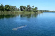 Crystal River Manatee Swim Tour thumbnail 6