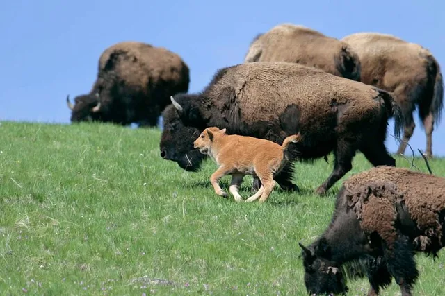 Yellowstone Wildlife Tour in Lamar Valley - Image 1