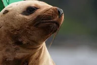 Sitka Wildlife Boat Tour thumbnail 4