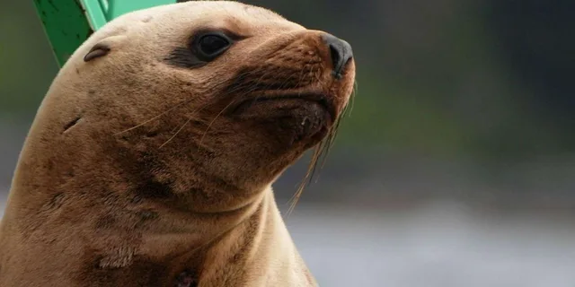 Sitka Wildlife Boat Tour - Image 4