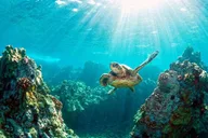 Key Largo Snorkeling and Sandbar Tour thumbnail 4