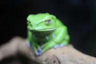 Houston Butterfly Center Ticket thumbnail 4