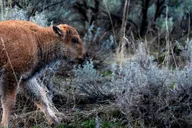 Yellowstone Wildlife Photography Tour 3 Days thumbnail 6