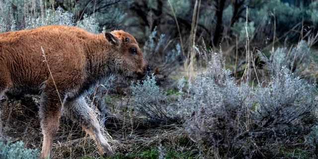 Yellowstone Wildlife Photography Tour 3 Days - Image 6