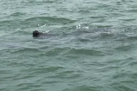 Tampa Dolphin Shelling Snorkeling Cruise thumbnail 4