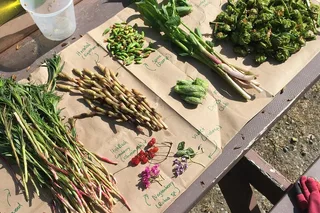 Anchorage Foraging and Cooking Tour