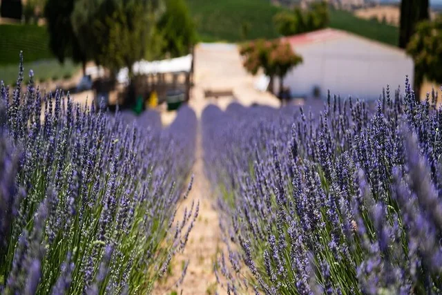 San Miguel Lavender Farm U-Pick Day Pass - Image 1