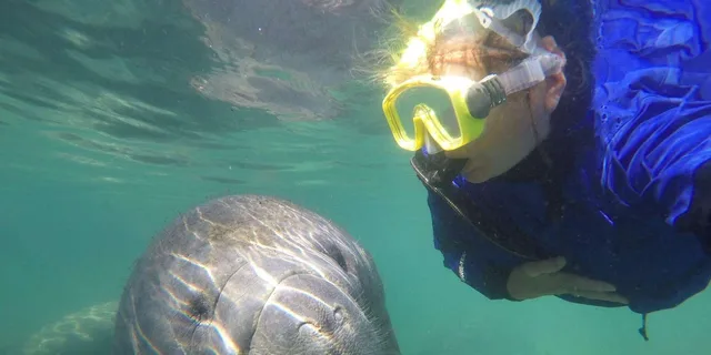 Crystal River Snorkeling Tour with Manatees - Image 2
