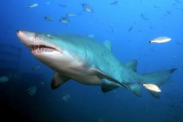 Oahu Shark Dive North Shore 90 Min - Image 6