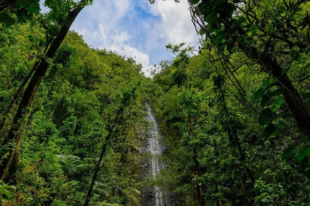 Honolulu Hiking Adventure Tour - Image 4
