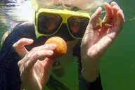 Crystal River Scallop Hunt with In-Water Guide thumbnail 3