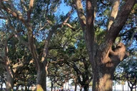 Charleston Historical Walking Tour with Storytelling thumbnail 3