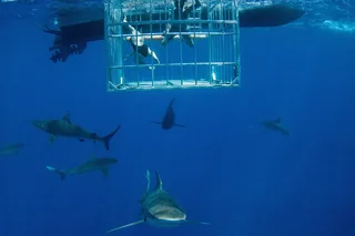 Oahu Shark Cage Diving