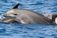 St. Augustine Dolphin Sightseeing Tour 1.5 hr thumbnail 3