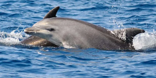 St. Augustine Dolphin Sightseeing Tour 1.5 hr - Image 3