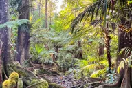 Kona Cloud Forest Sanctuary Guided Walk thumbnail 2