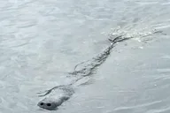 Palm Bay Dolphin and Manatee Tour 2 hr thumbnail 3