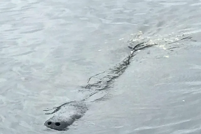 Palm Bay Dolphin and Manatee Tour 2 hr - Image 3