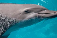 Key West Dolphin Watching and Snorkeling Cruise thumbnail 3