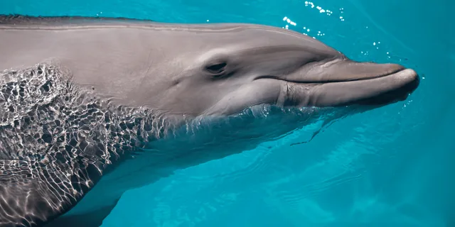Key West Dolphin Watching and Snorkeling Cruise - Image 3