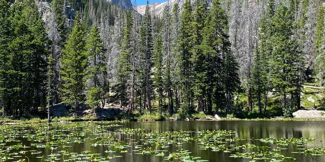 Rocky Mountain National Park Birding Jeep Tour - Image 2