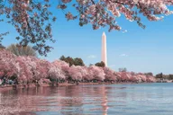 Washington DC Capitol Hill and Arlington Cemetery Tour thumbnail 4