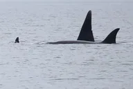 Anacortes Whale Watching Tour thumbnail 5