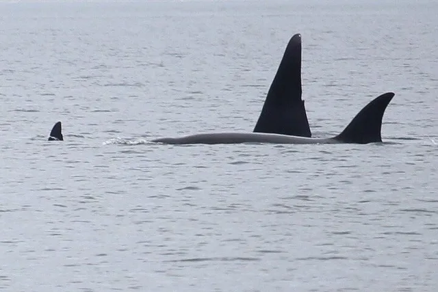 Anacortes Whale Watching Tour - Image 5