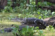 New Orleans Pontoon Swamp Tour with Wildlife Viewing thumbnail 4