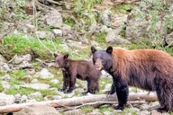 Seattle Canadian Rockies National Parks 7-Day Tour thumbnail 5