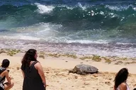 Honolulu Private Circle Island Tour thumbnail 1