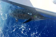 Kailua-Kona Private Fishing Charter 5 hr thumbnail 5