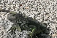 Key Largo Boat Eco Tour thumbnail 2