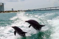 Raccoon Island Private Boat Tour thumbnail 2