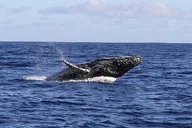 Kauai Whale Watching Expedition thumbnail 4