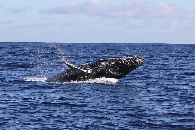 Kauai Whale Watching Expedition - Image 4