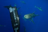 Haleiwa Shark Dive Experience thumbnail 4
