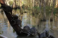 New Orleans Honey Island Swamp Private Tour thumbnail 3