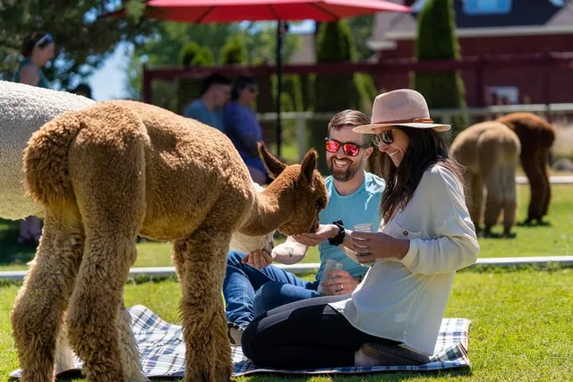 Bend Alpaca Picnic Experience - Image 4