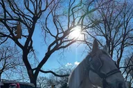 New York City Central Park Horse-Drawn Carriage Tour thumbnail 5