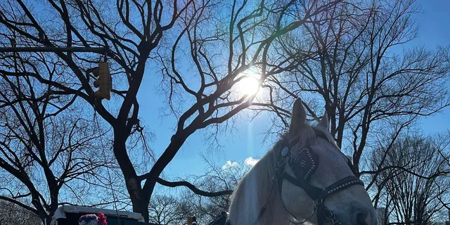 New York City Central Park Horse-Drawn Carriage Tour - Image 5