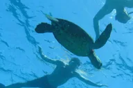 Kealakekua Bay Snorkel Tour in Captain Cook thumbnail 3