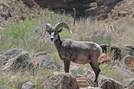 Apache Trail Steamboat Tour thumbnail 5