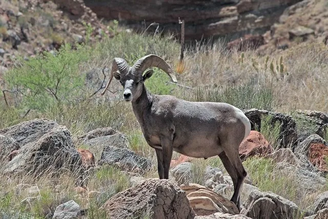 Apache Trail Steamboat Tour - Image 5
